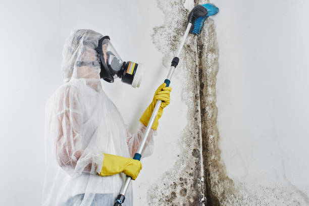 Mold Testing and Removal in Frackville, PA