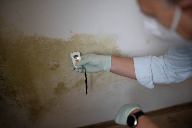 Best Professional Mold Removal  in Frackville, PA