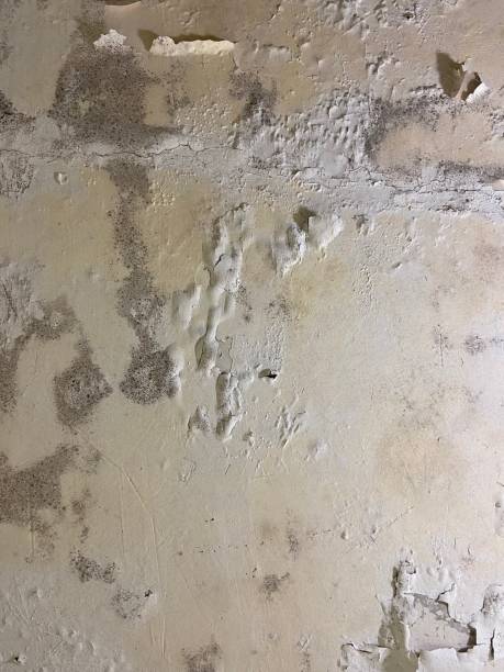 Best Certified Mold Removal  in Frackville, PA