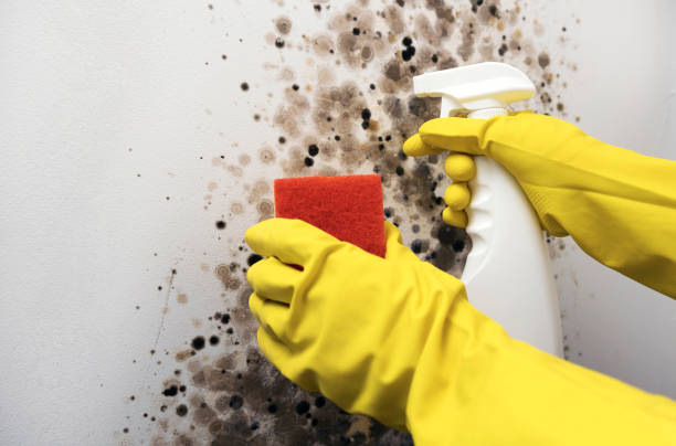 Best Crawl Space Mold Removal  in Frackville, PA