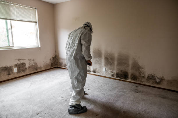 Office Mold Removal Services in Frackville, PA