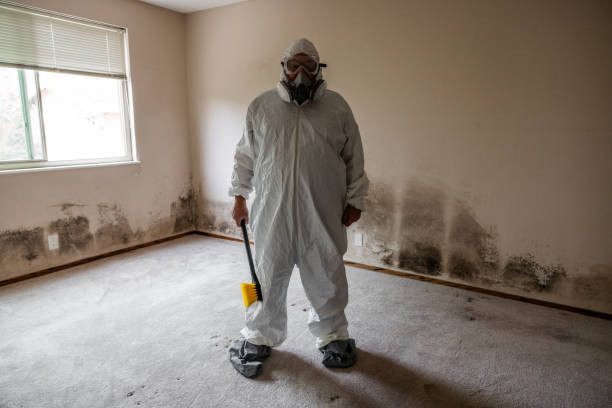 Trusted Frackville, PA Mold Removal Experts
