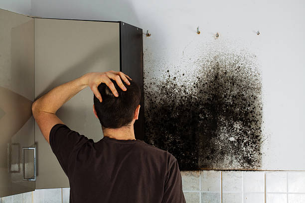 Crawl Space Mold Removal in Frackville, PA