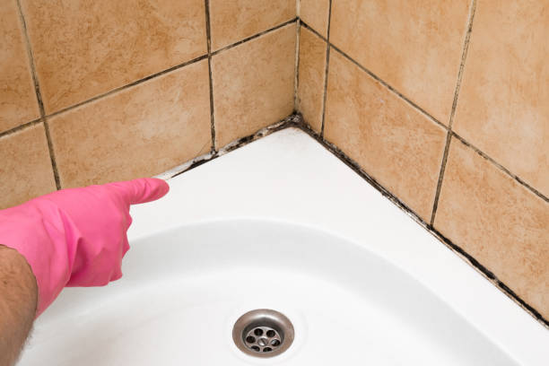 Best Commercial Mold Removal  in Frackville, PA