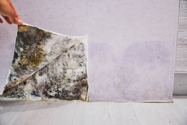 Best Local Mold Removal Service  in Frackville, PA